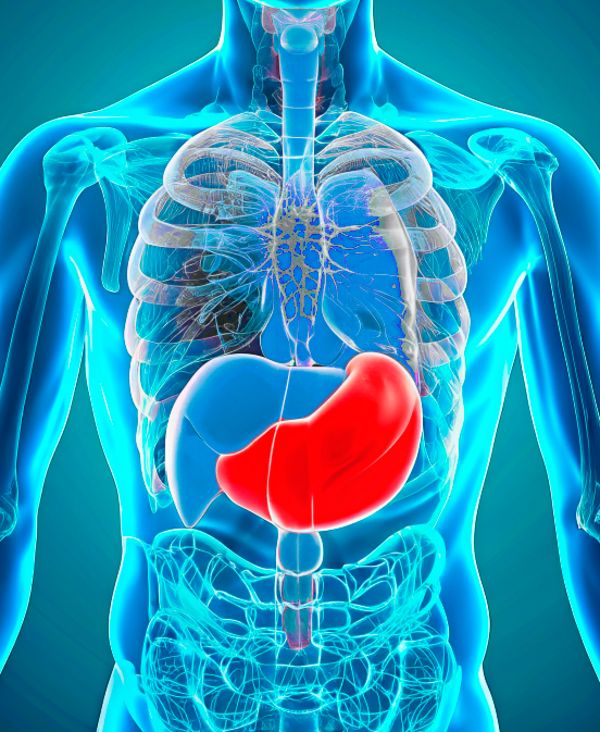 <span style="font-weight: bold;">Гастроскопия (ЭГДС, ФГС)</span>